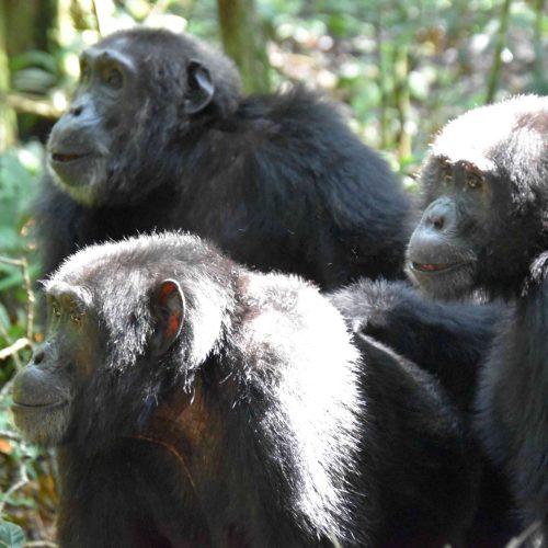 3 Days Rwanda Chimpanzee Tracking
