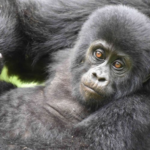 4 DAYS UGANDA MAGICAL GORILLA TREKKING