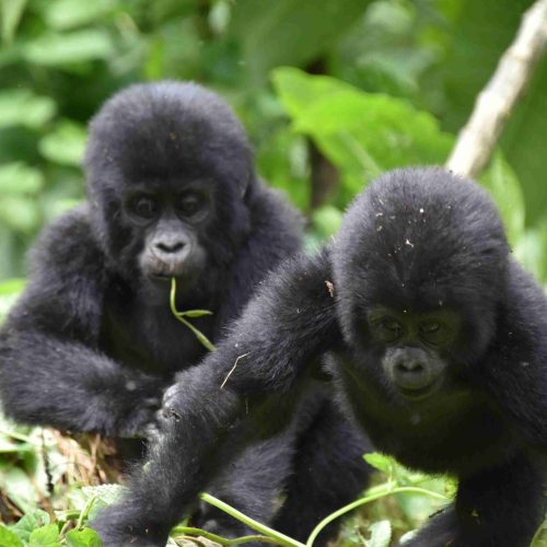 3 DAYS RWANDA MAGICAL GORILLA TREKKING