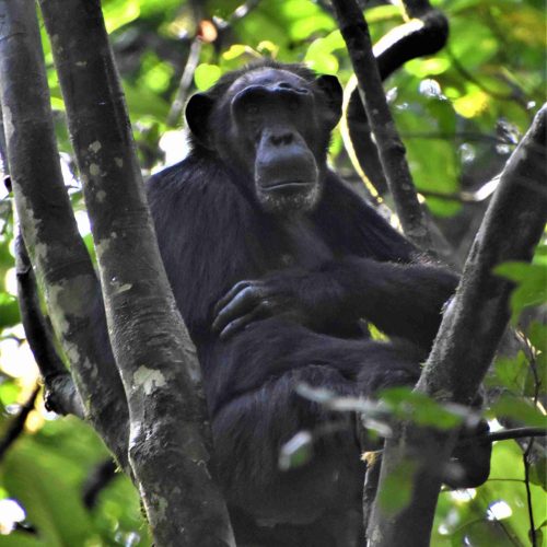 Exclusive gorilla vacations (1)