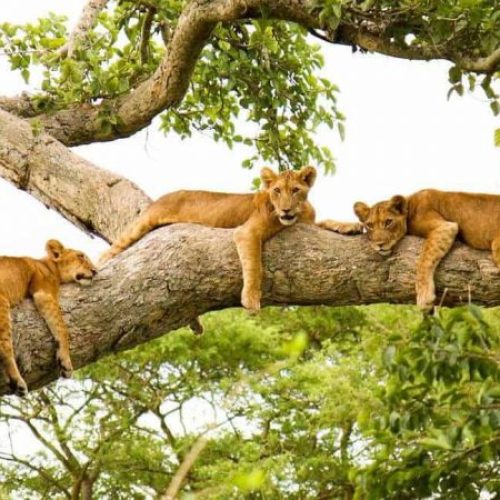 queen-elizabeth-wildlife