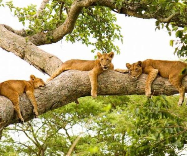 queen-elizabeth-wildlife